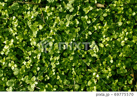 Background with the Green grass 69775570