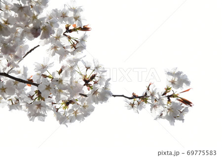 さくら咲く 69775583