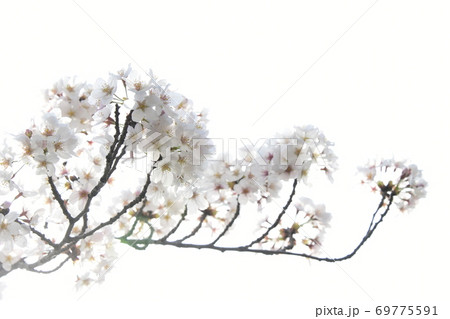 さくら咲く 69775591
