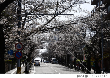さくら咲く 69775612