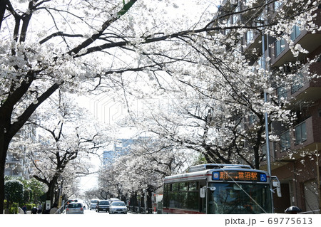 さくら咲く 69775613