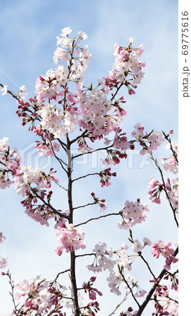 さくら咲く 69775616