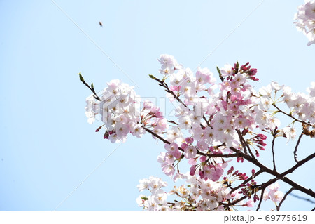 さくら咲く 69775619