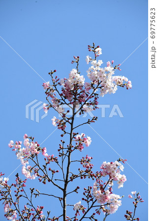 さくら咲く 69775623