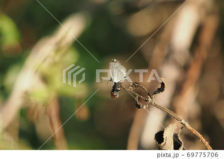 昆虫 虫 蟲 69775706