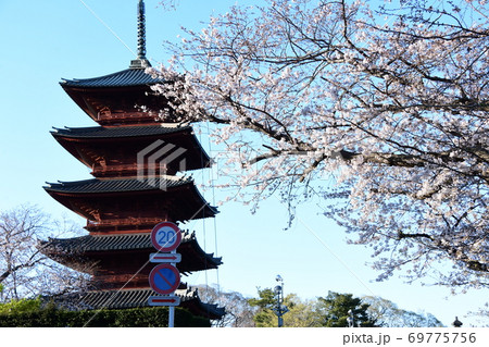 さくらと五重塔 69775756