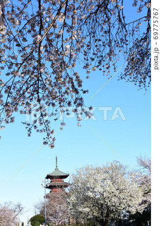 さくらと五重塔 69775767