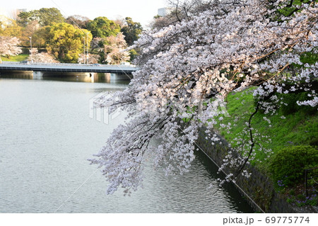 さくら 69775774