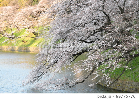 さくら 69775776