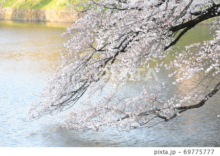 さくら さくら 69775777