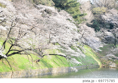 さくら 69775785