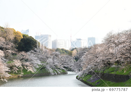 さくら 69775787
