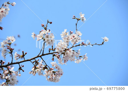 さくら 69775800