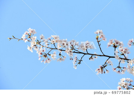 さくら 69775802