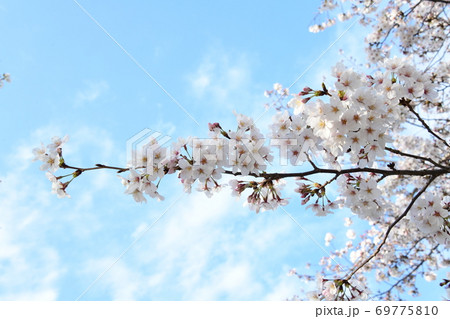 さくら さくら 69775810