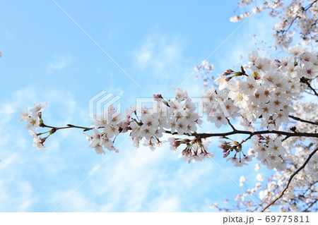 さくら 69775811