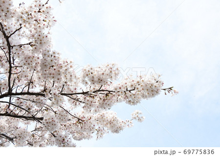 さくら 69775836