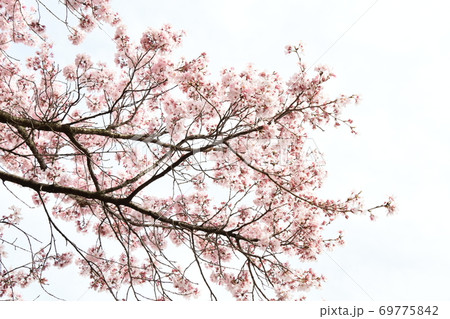 さくら 69775842
