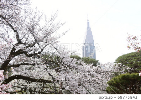 さくら 69775843