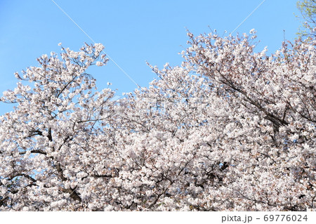 さくら咲く 69776024