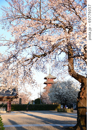 さくら咲く 69776057