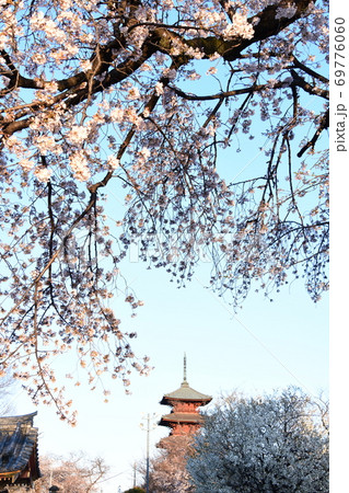 さくら咲く さくら咲く 69776060