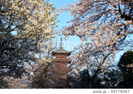 さくら咲く さくら咲く 69776067