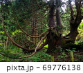 佐渡の羽衣杉 69776138