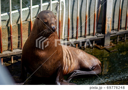 おたる水族館　トド 69776248