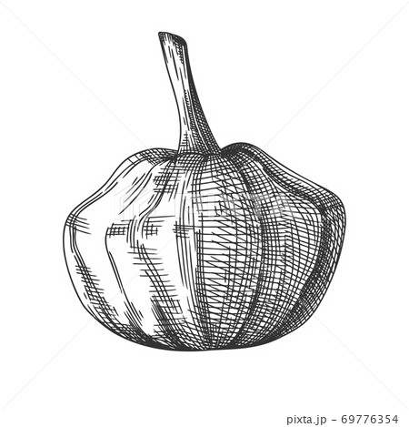 Hand drawn pumpkin isolated on white background. Hand drawn pumpkin isolated on white background. 69776354