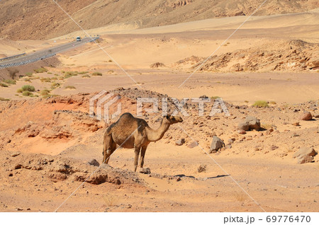 single-horned camel on a background of desert-mountainous terrain, in natural conditions 69776470