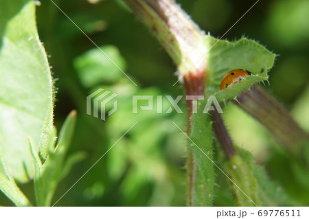 A red ladybug on a green leaf. It is lit by sunlight A red ladybug on a green leaf. It is lit by sunlight 69776511
