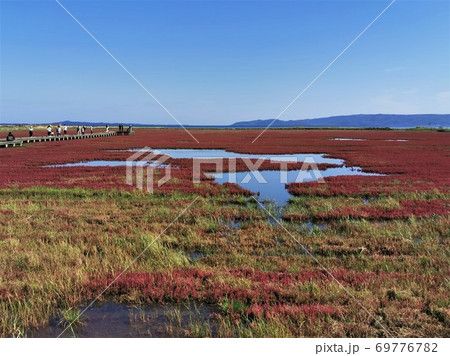 能取湖サンゴ草群落（北海道網走市卯原内） 69776782