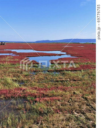 能取湖サンゴ草群落（北海道網走市卯原内） 69776785
