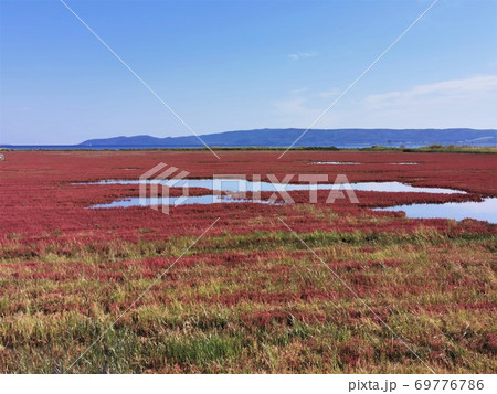 能取湖サンゴ草群落（北海道網走市卯原内） 69776786