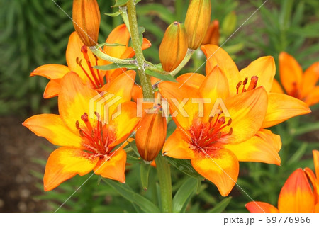 Orange tiger lily Lilium bulbiferum Orange tiger lily Lilium bulbiferum 69776966