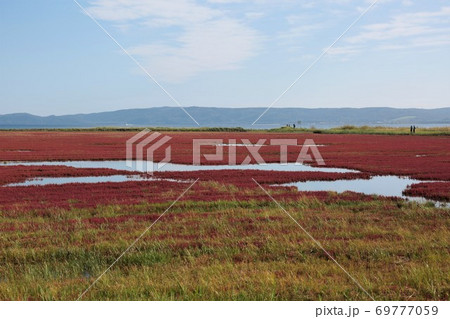 能取湖サンゴ草群落(北海道網走市卯原内) 能取湖サンゴ草群落(北海道網走市卯原内) 69777059
