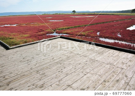能取湖サンゴ草群落（北海道網走市卯原内） 69777060