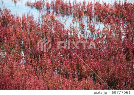 サンゴ草(北海道網走市卯原内) サンゴ草(北海道網走市卯原内) 69777061
