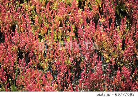 サンゴ草（北海道網走市卯原内） 69777095