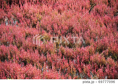 サンゴ草（北海道網走市卯原内） 69777096