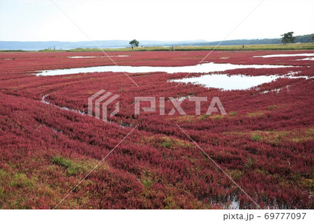 能取湖サンゴ草群落（北海道網走市卯原内） 69777097