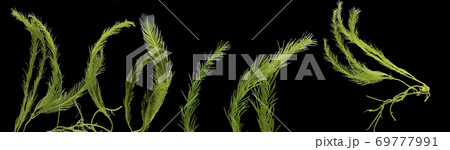 Multimarine algae Multimarine algae 69777991