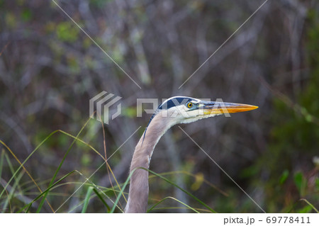 Blue heron 69778411