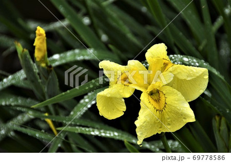 雨に濡れながらも、清楚に花開く黄色の花弁の花菖蒲 69778586