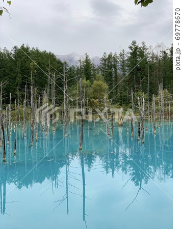 美瑛　青い池 69778670