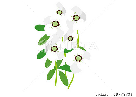 クリスマスローズのイラストのイラスト素材