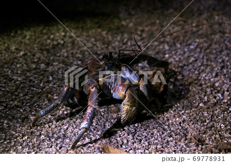 沖縄石垣島の野生のヤシガニ Coconut Crab Ishigaki Okinawa Japan 沖縄石垣島の野生のヤシガニ Coconut Crab Ishigaki Okinawa Japan 69778931