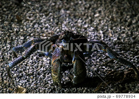 沖縄石垣島の野生のヤシガニ Coconut Crab Ishigaki Okinawa Japan 沖縄石垣島の野生のヤシガニ Coconut Crab Ishigaki Okinawa Japan 69778934