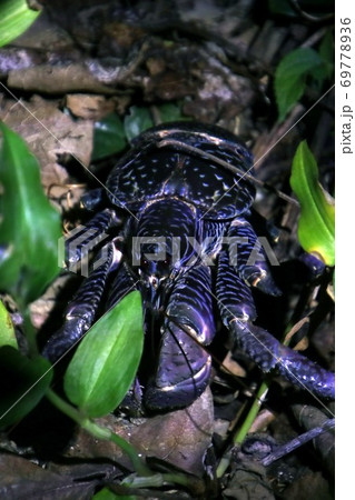 沖縄石垣島の野生のヤシガニ　Coconut Crab Ishigaki Okinawa Japan 69778936